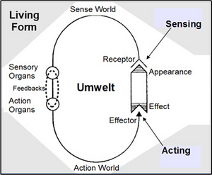 Uexküll schema.png